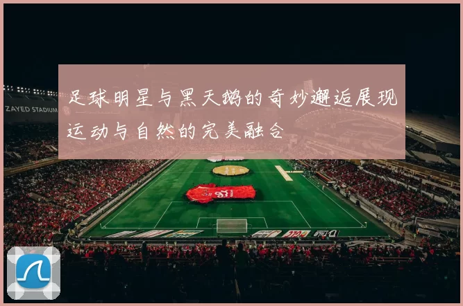 足球明星与黑天鹅的奇妙邂逅展现运动与自然的完美融合